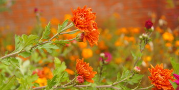 Chrysanthemums / ***