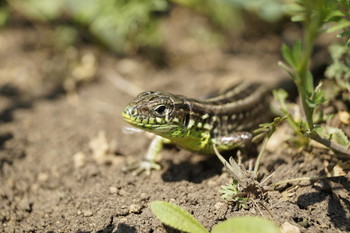 Lizard / ***