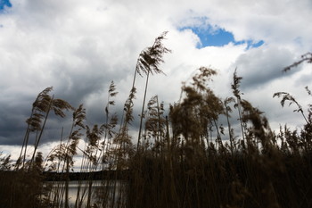 Reed / ***