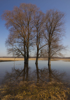 Frühling Reflexion / ***