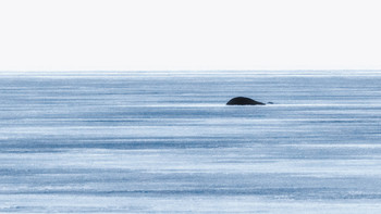 im Meer / ***