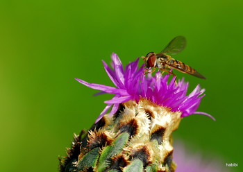 Sommer :) / Sommer kommt bald wieder.......:))))))