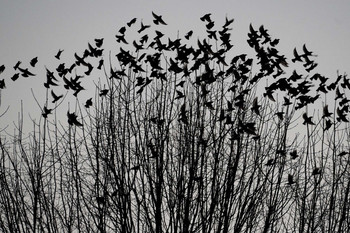 Away / Charlotte birds