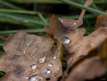 Morning dew / ...