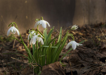 Snowdrops / ***