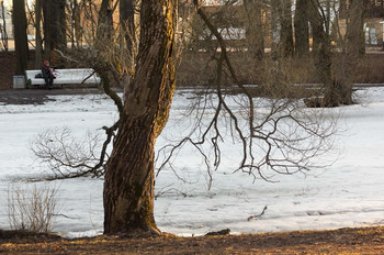 The evening in the park / ***