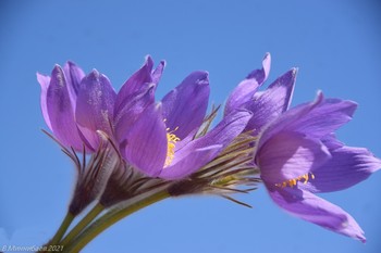 Pasque-flower / ...
