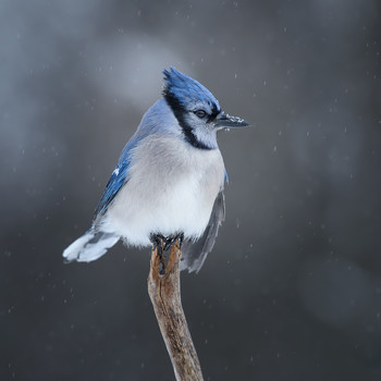 Blue jay / ***