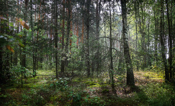 Forest / ***
