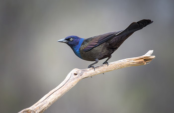 Common Grackle (male) / ***