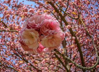 Sakura Ball / ***
