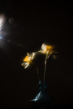 Daffodils / ***