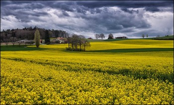 Goldener Frühling / ***