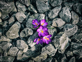 way to the spring! / ***
