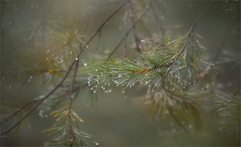 Rain / ***