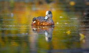 American Wigeon (male) / ***