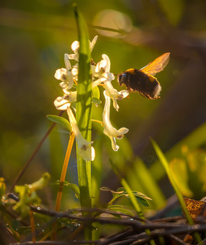 Bumblebee / ***