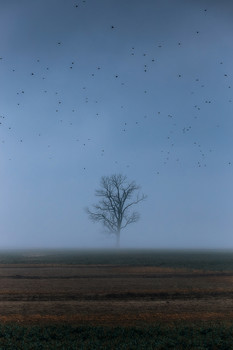 there behind fogs / ***