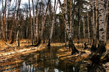 Spring in the woods. / ***