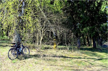 In the spring forest / [img]https://i.imgur.com/0Ikf76u.jpg[/img]