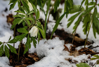 Snow Flower / ***