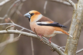 Grosbeak / ***