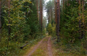 nach regen am Donnerstag / ***