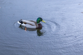 Duck / ***