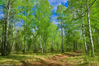 Im Frühjahr Wald / ...