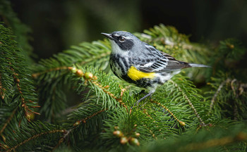Yellow-rumped Warbler / ***