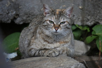 cat / ***