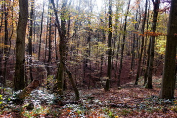 Herbstwald / ======================