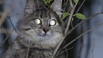 Angst hat große Augen / ***