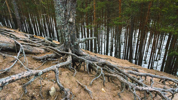 Pine / ***