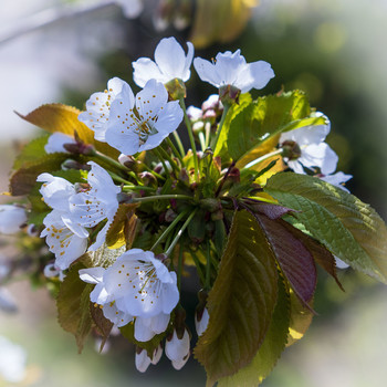 Cherry / ***