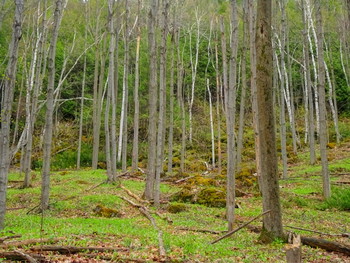 Forest / Mono Cliffs Provincial Park, Ontario, Canada