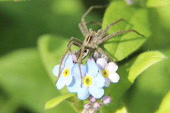 Spinne / ***