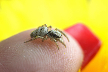Spinne skakunchik / ***