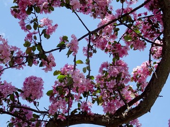 Pink flowers / ***