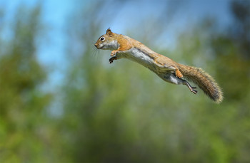 American red squirrel / ***