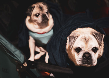 A couple / moody dogs