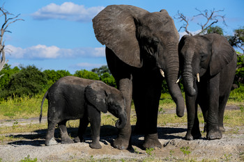 Vater, Mutter, Kind / aufgenommen in einem Nationalpark in Afrika
