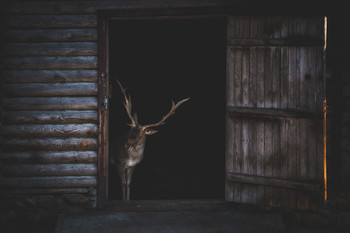 Deer at Home / 2016