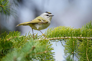 Golden-crowned Kinglet (adult male) / ***