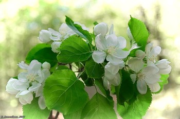 Apple-Blüten ... / ...