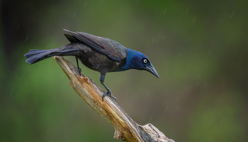 Common grackle (male) / ***