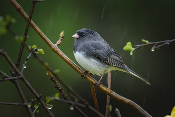 Dark-eyed junco / ***