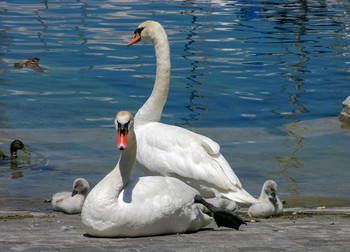 Familien / ...