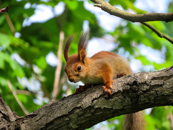 Squirrel / ***