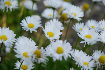 Daisies / ***